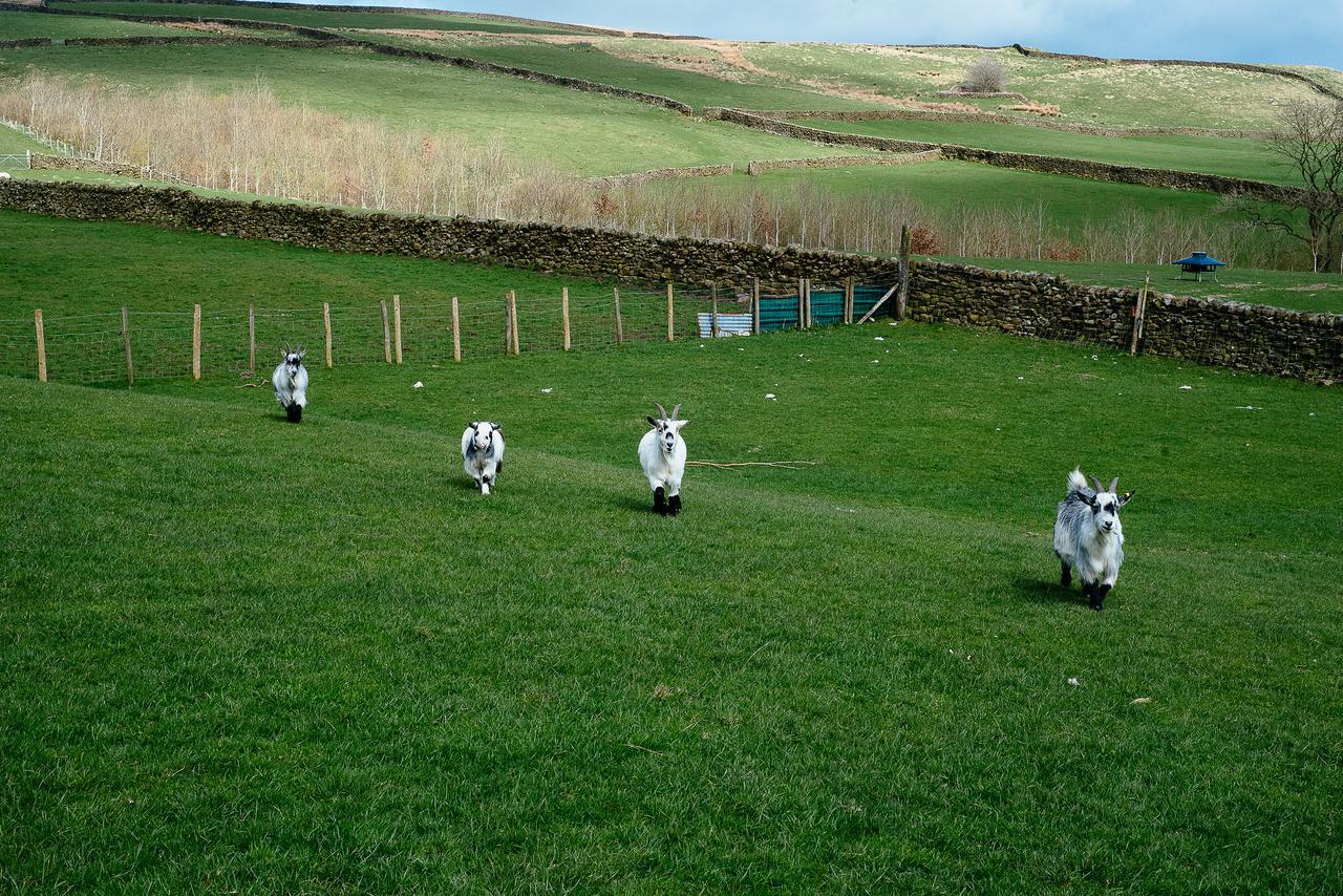 Acomodação com café da manhã  Bondcroft Farm