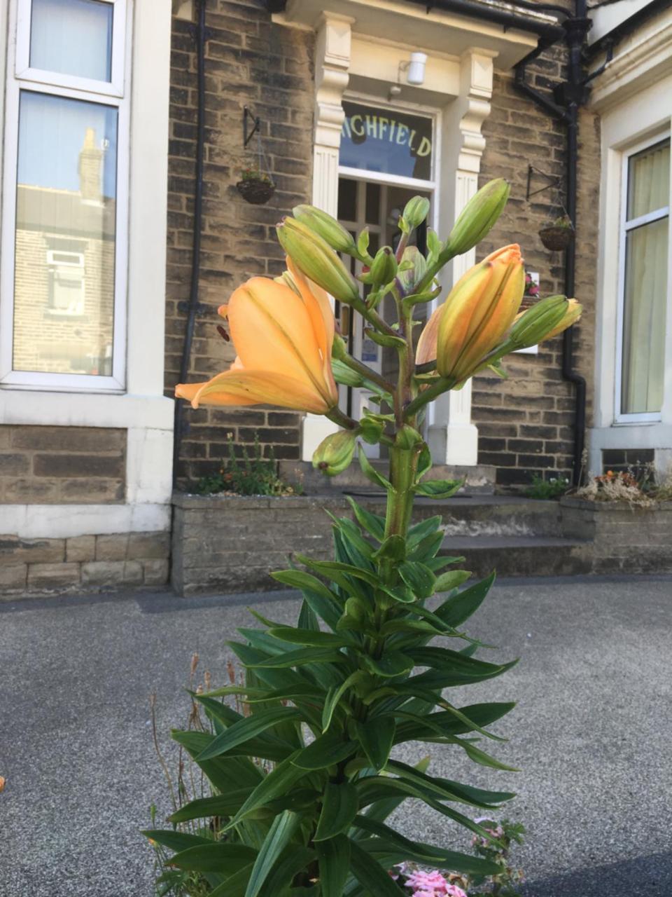 Highfield Guesthouse 4* Skipton