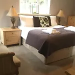 The Curious Fox